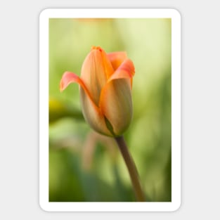 Tulip Sticker